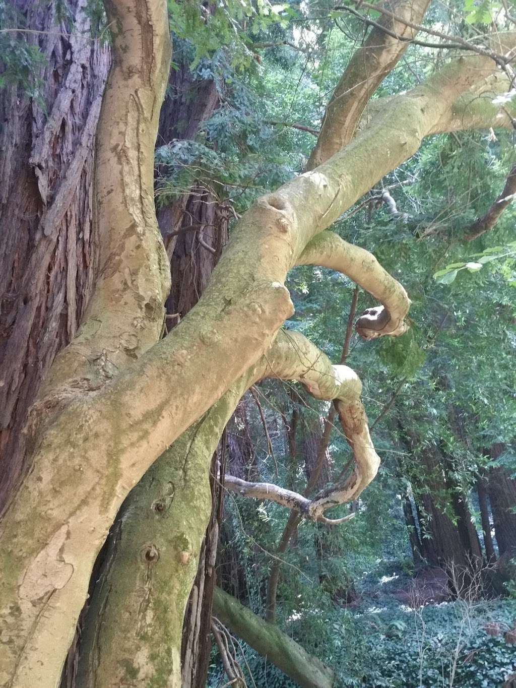 Stolte Grove | 598 Laverne Ave, Mill Valley, CA 94941, USA