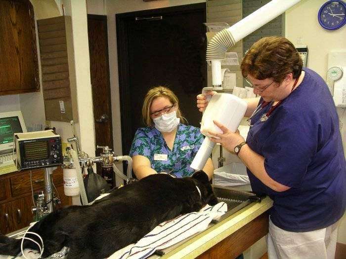 VCA Associates in Pet Care Animal Hospital | 918 W Sunset Dr, Waukesha, WI 53189, USA | Phone: (262) 547-0871