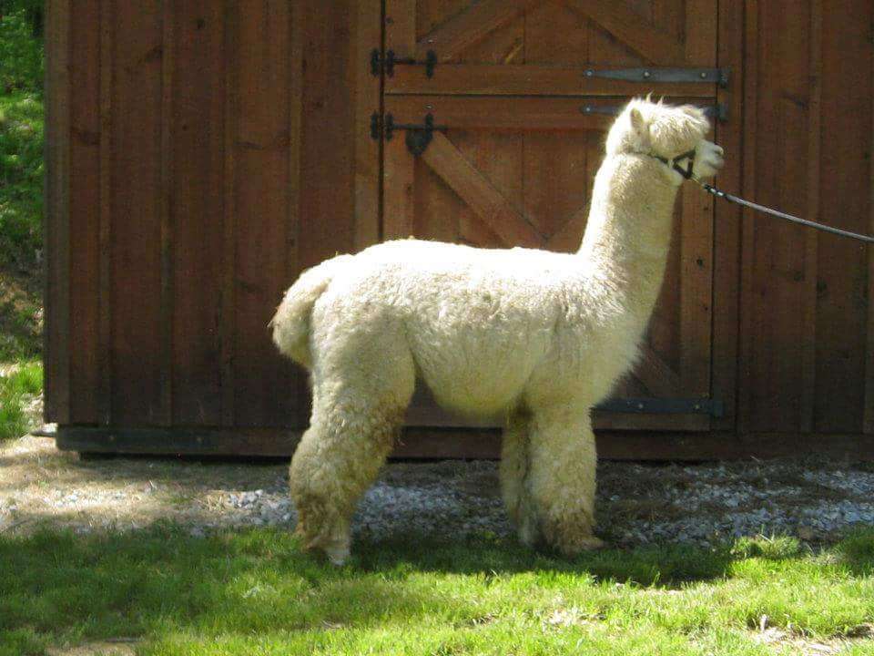 Little Brushwood Alpaca Farm & Country Store | 51 Parsons Rd, Newton, NJ 07860 | Phone: (973) 579-0021