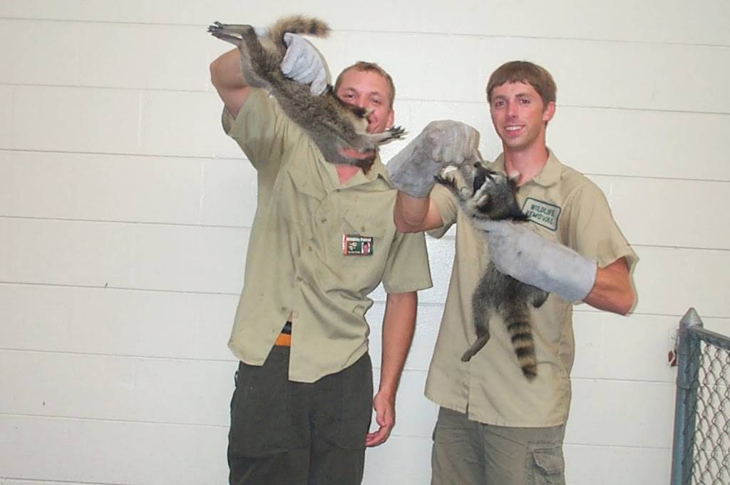 Humane Raccoon Removal Raleigh | 3822 Airport Rd, Morrisville, NC 27560, USA | Phone: (919) 415-0615