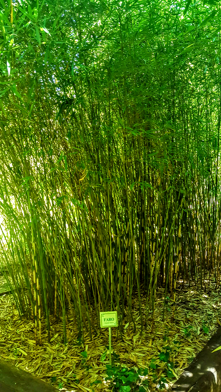 Bamboo Sourcery Nursery & Gardens | 666 Wagnon Rd, Sebastopol, CA 95472, USA | Phone: (707) 823-5866