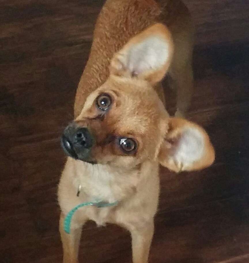 East Orange Animal Hospital | 152 Central Ave, East Orange, NJ 07018, USA | Phone: (973) 676-7799