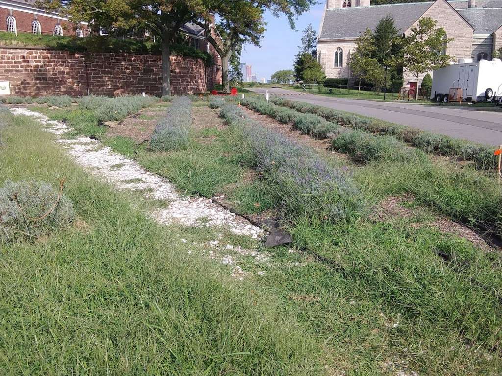 Lavender Field on Governors Island | Photo 2 of 6 | Address: 301 Comfort Rd, New York, NY 10004, USA