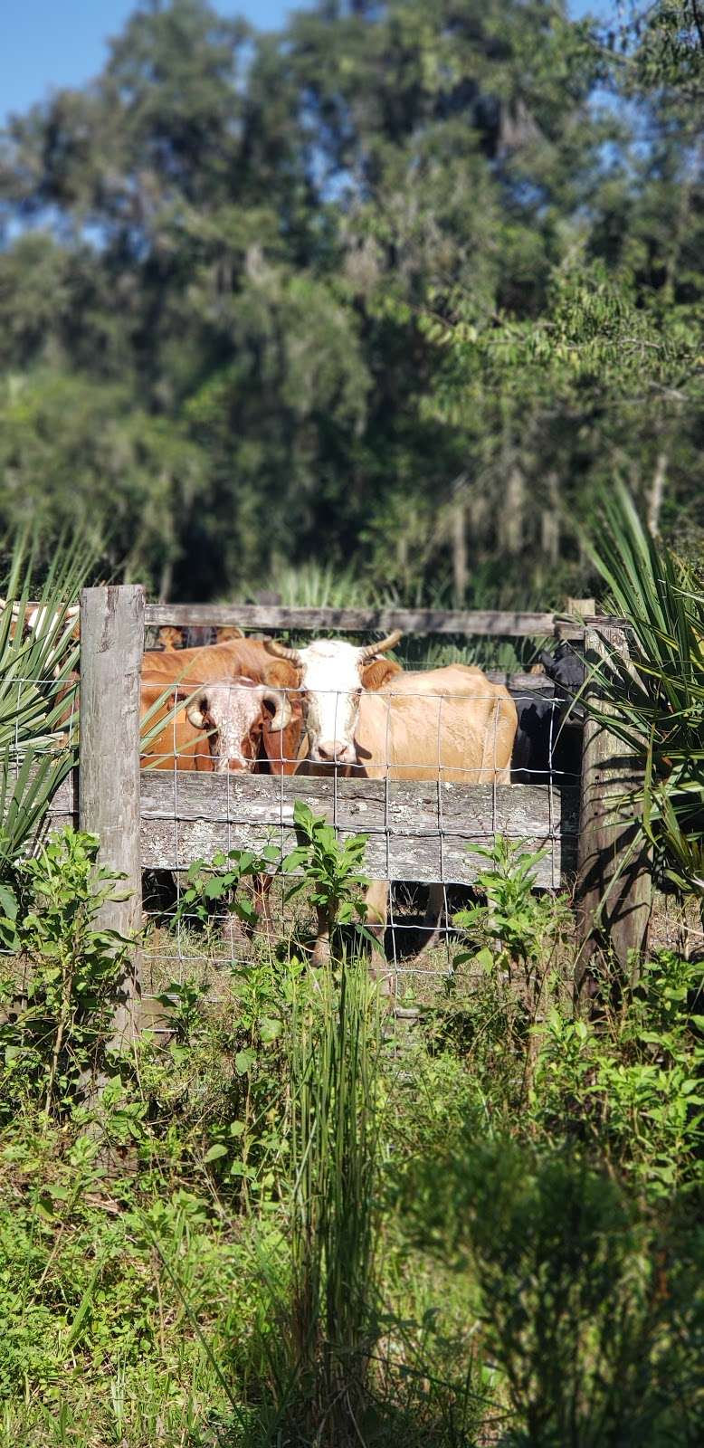 Charles H. Bronson State Forest | Oviedo, FL 32766, USA