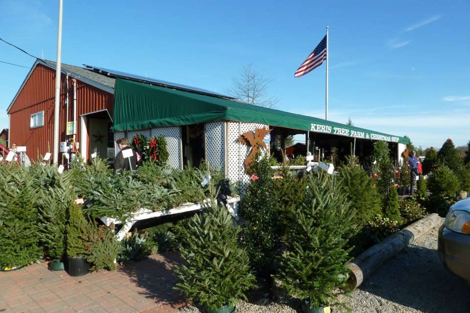 Keris Tree Farm & Christmas Shop | 848 Rte 524, Allentown, NJ 08501, USA | Phone: (609) 259-0720