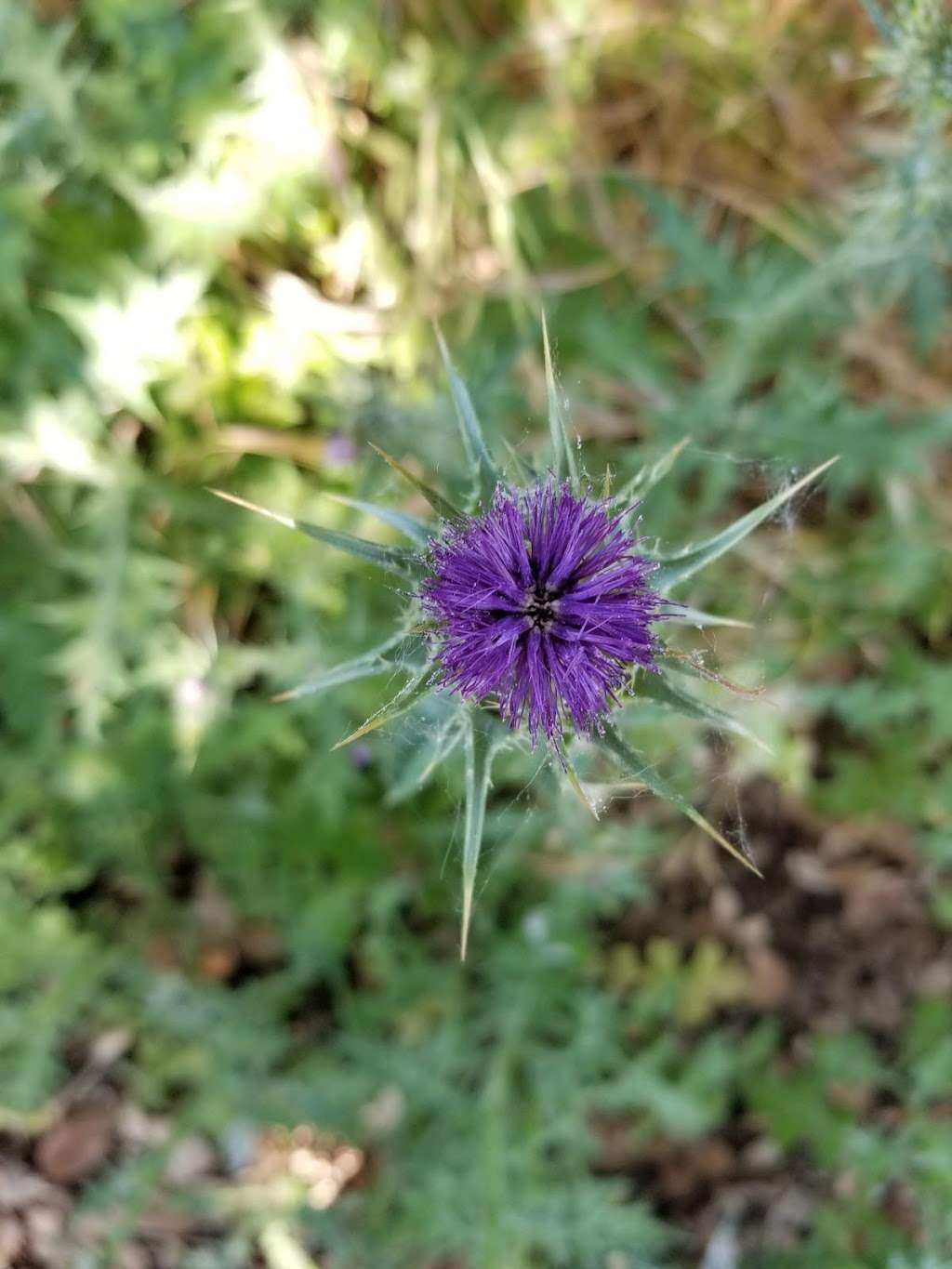 continuation of Coyote creek trail on Coyote ranch road | Coyote Ranch Rd, Coyote, CA 95013, USA