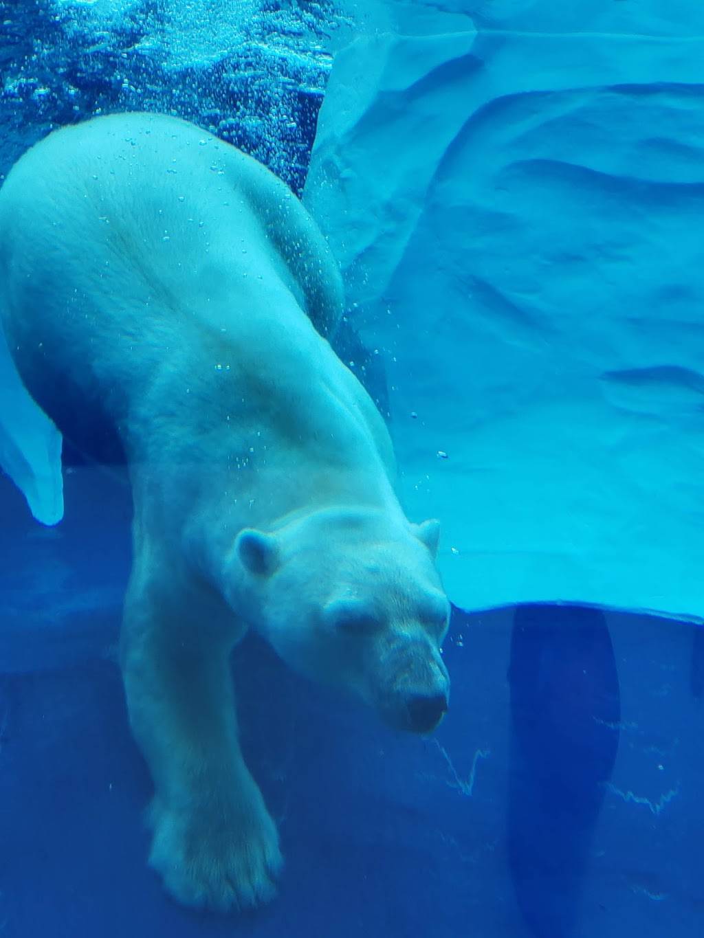 Arctic Ring of Life - Polar Bear & Seal | 8450 W 10 Mile Rd, Royal Oak, MI 48067, USA | Phone: (248) 541-5717