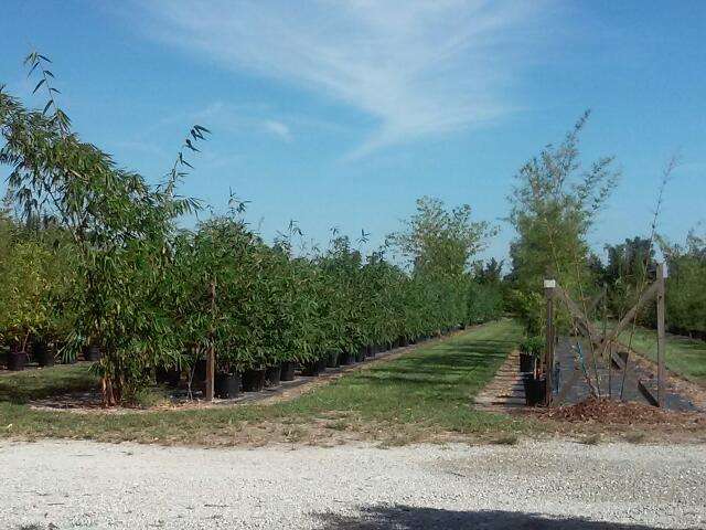 New Shoots Bamboo Nursery | 4505 SW Kanner Hwy, Stuart, FL 34997, USA | Phone: (772) 221-7227