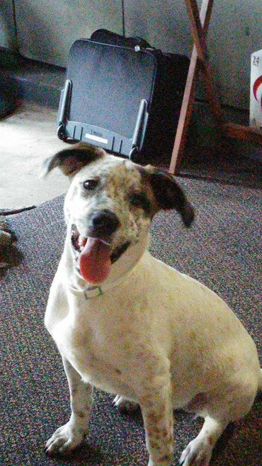 VitalPet - All Community Animal Hospital | 24021 US-59, Porter, TX 77365, USA | Phone: (281) 354-2724