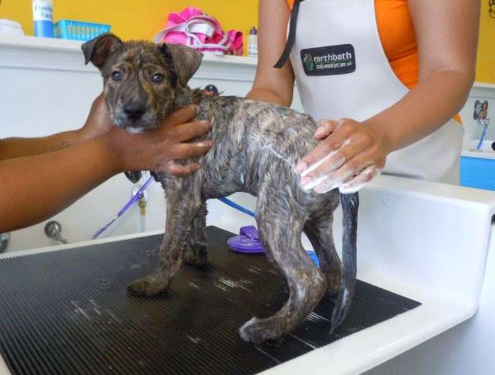 Top Dog Self Wash | 1516 Philadelphia Pike, Wilmington, DE 19809, USA | Phone: (302) 791-0900