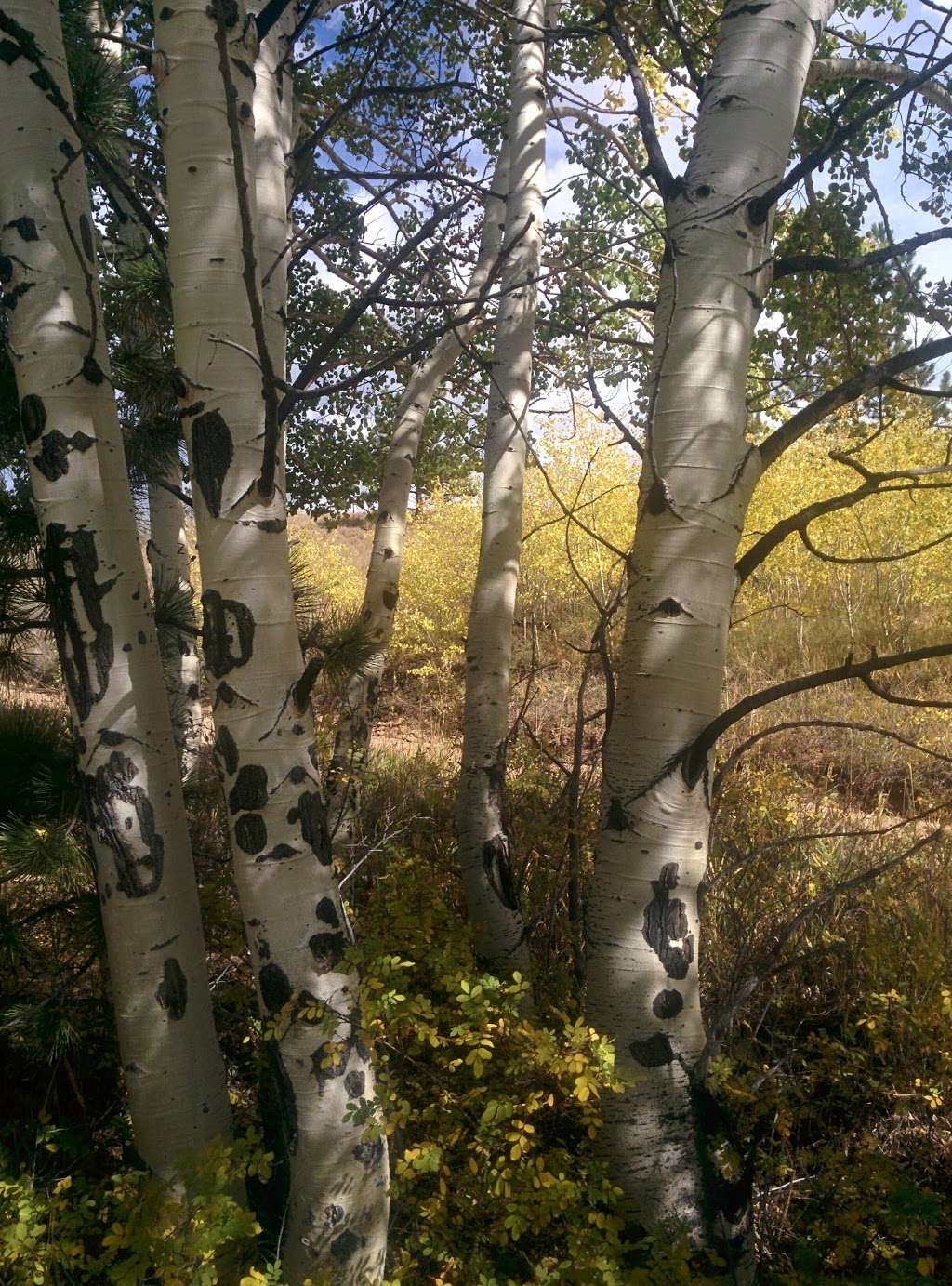 Golden Gate Canyon State Park | 92 Crawford Gulch Rd, Golden, CO 80403, USA | Phone: (303) 582-3707