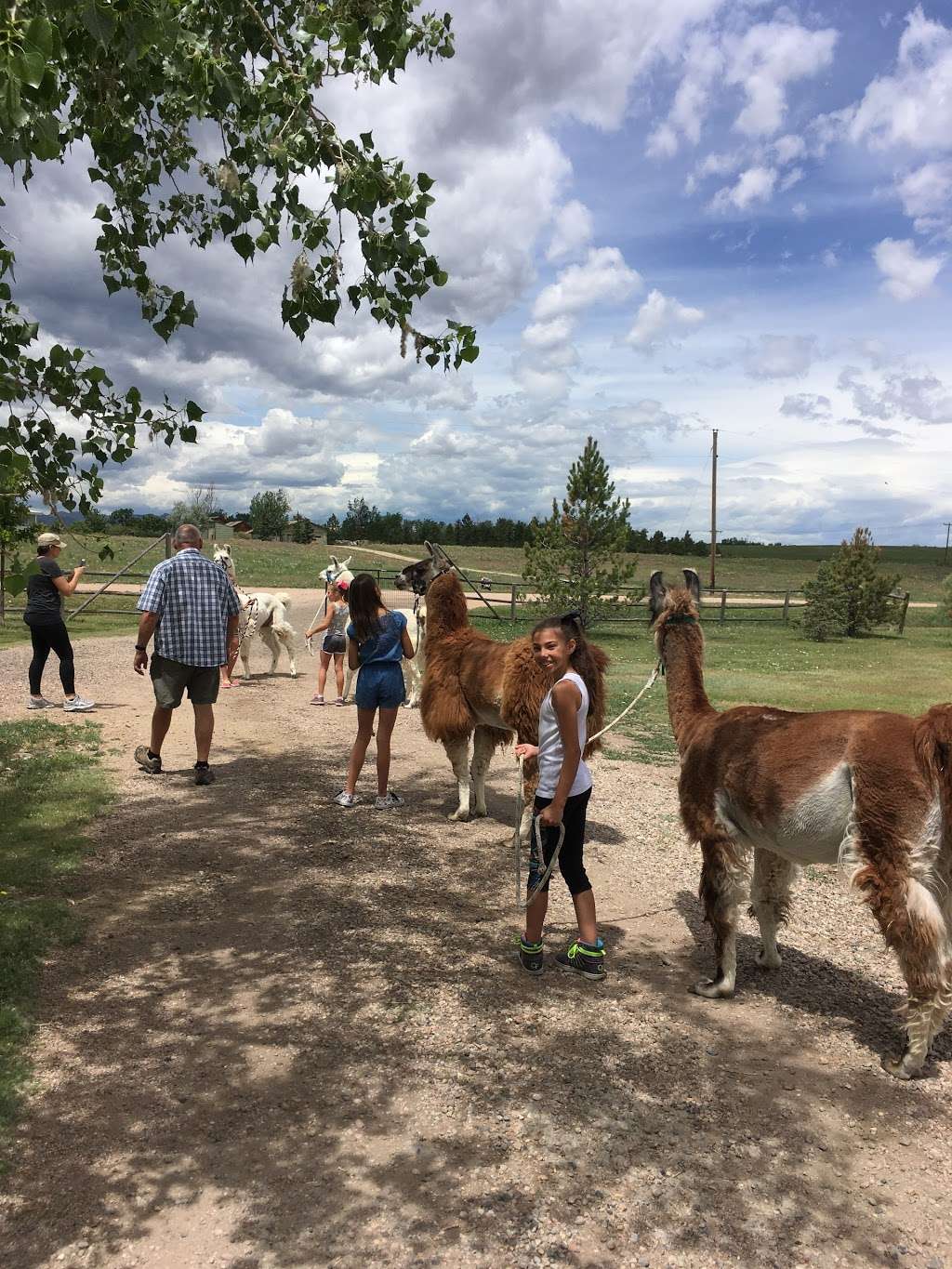 Llama Llama Ding Dong Hikes | 892 Eldorado Dr, Superior, CO 80027, USA | Phone: (303) 817-3680