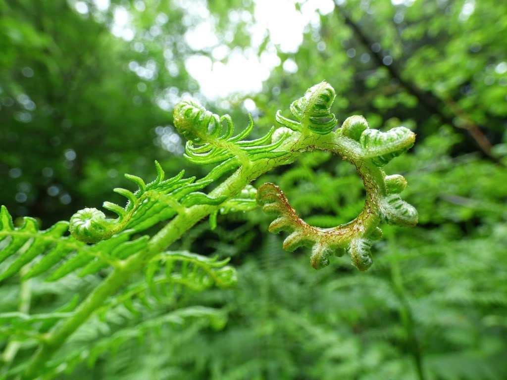 Banstead Wood And Chipstead Downs Nature Reserve | Banstead, Tadworth KT20 6JF, UK