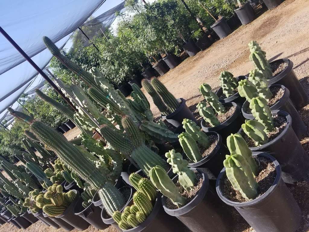 Paradise Wholesale Nursery | 7505 W Acoma Dr, Peoria, AZ 85381, USA | Phone: (623) 979-7870