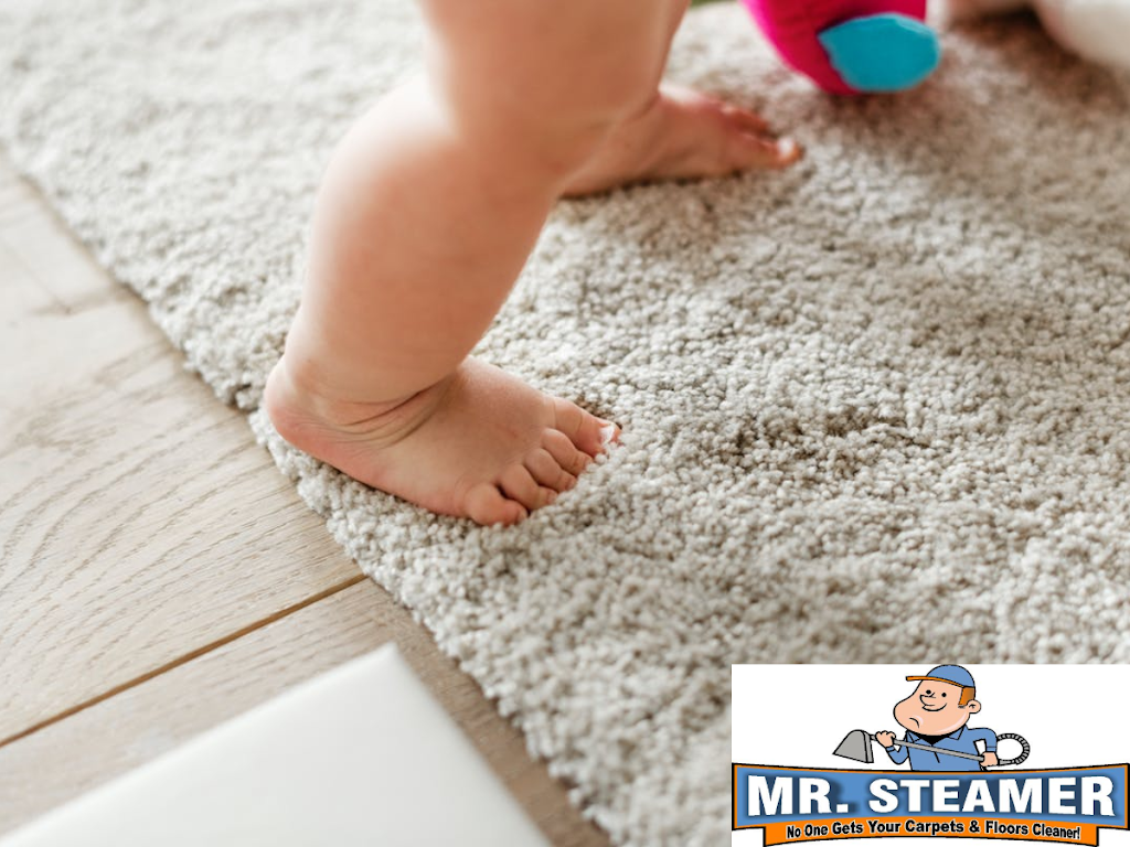 Mr. Steamer Carpet & Floor Cleaner | 8442 Boxwood Dr, Tampa, FL 33615 | Phone: (813) 898-9562