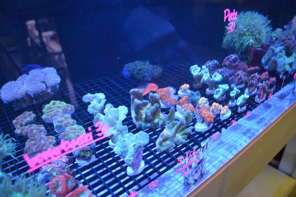 Premium Aquatics | 401 E Center Cross St, Edinburgh, IN 46124, USA | Phone: (317) 895-9005