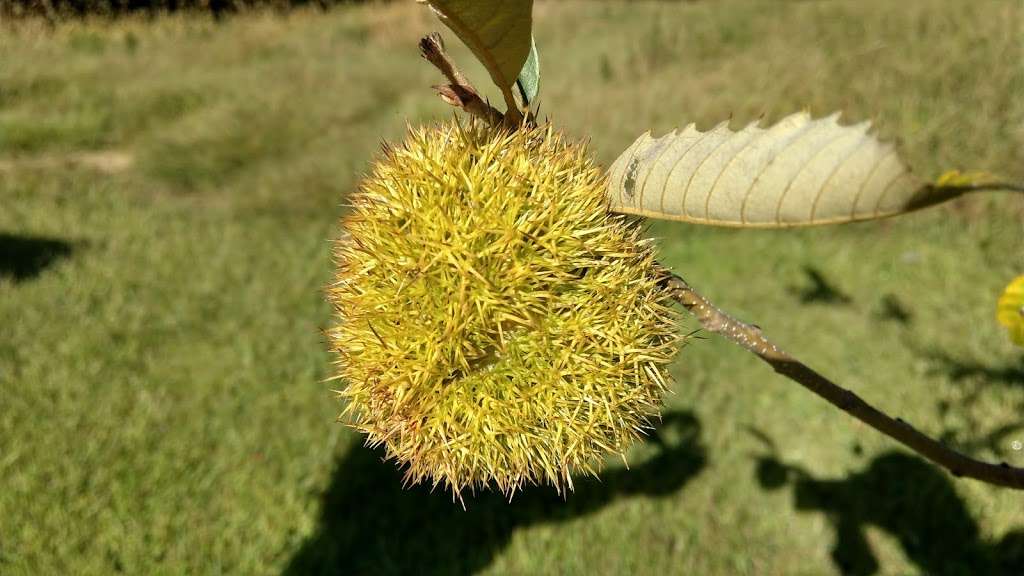 American Chestnut Land Trust South Side Trailhead | 2650 Scientists Cliffs Rd, Port Republic, MD 20676, USA | Phone: (410) 414-3400