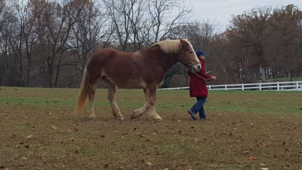 Northern Virginia Therapeutic Riding Program | 6429 Clifton Rd, Clifton, VA 20124, USA | Phone: (703) 764-0269