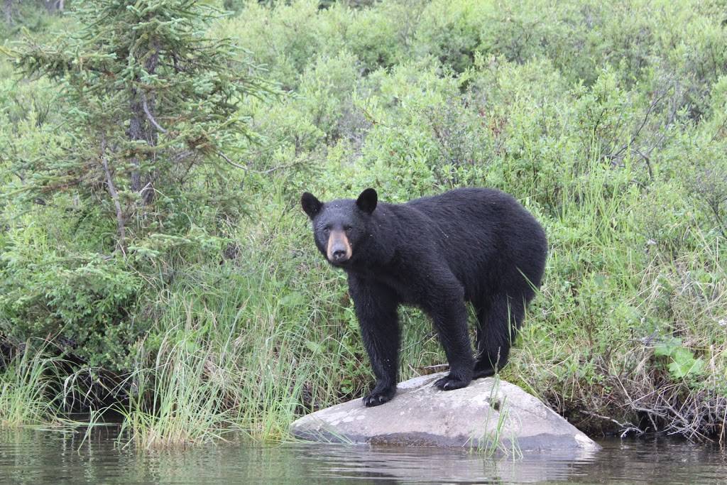 Rainy Pass Lodge - Alaska Summer Trips | 1153 W 71st Ct, Anchorage, AK 99518, USA | Phone: (907) 717-7556