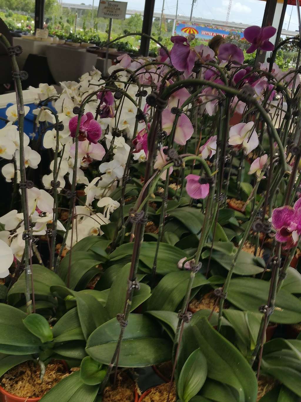 Houston Garden Centers | 13403 South Fwy, Houston, TX 77047, USA | Phone: (713) 433-6157