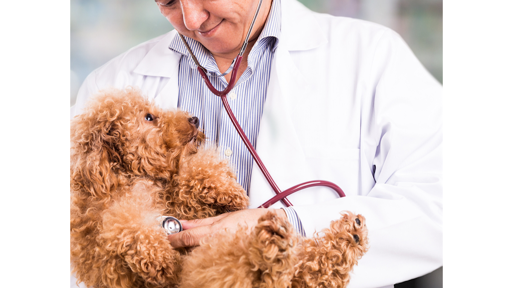 ST FRANCIS EMERGENCY ANIMAL HOSPITAL | 6602 Pines Blvd, Pembroke Pines, FL 33024 | Phone: (954) 962-0300