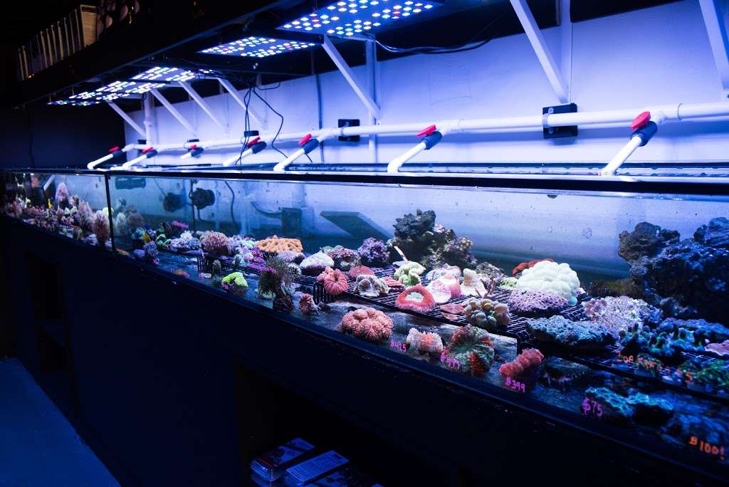 Reefers Garage | Live Coral And Tropical Marine Fish Store | 512 W California Ave #116, Vista, CA 92083, USA | Phone: (760) 936-1288