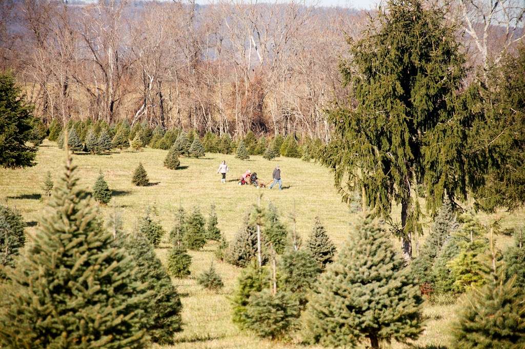 Middleburg Christmas Tree Farm Christmas Tree Ln Round Hill Va 20141 Usa