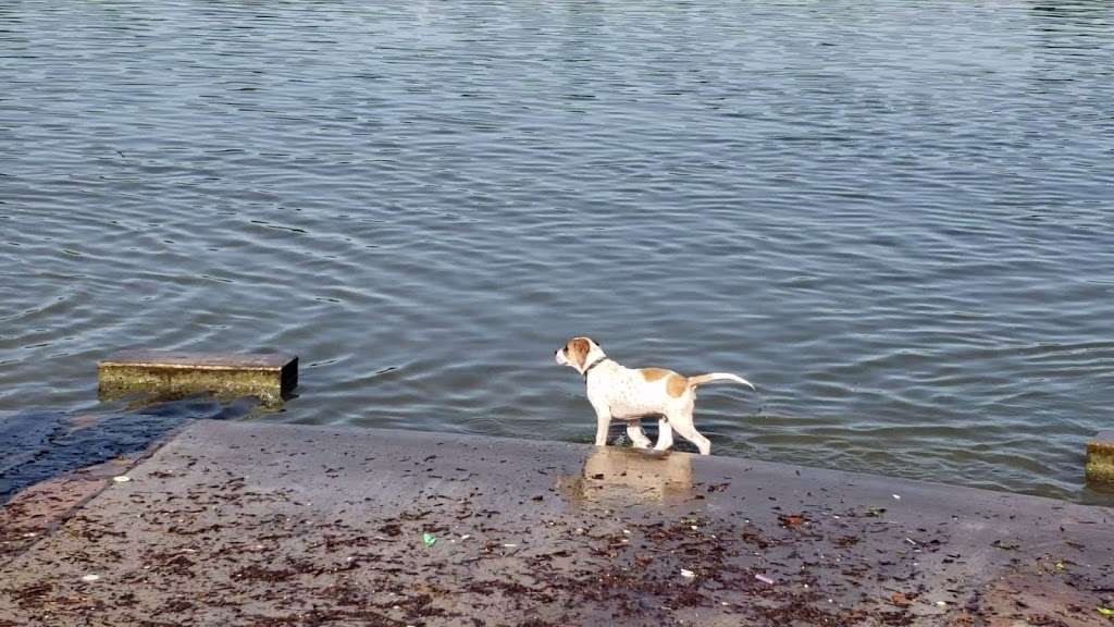 White Rock Lake Dog Park | 8000 E Mockingbird Ln, Dallas, TX 75218, USA | Phone: (214) 671-8001