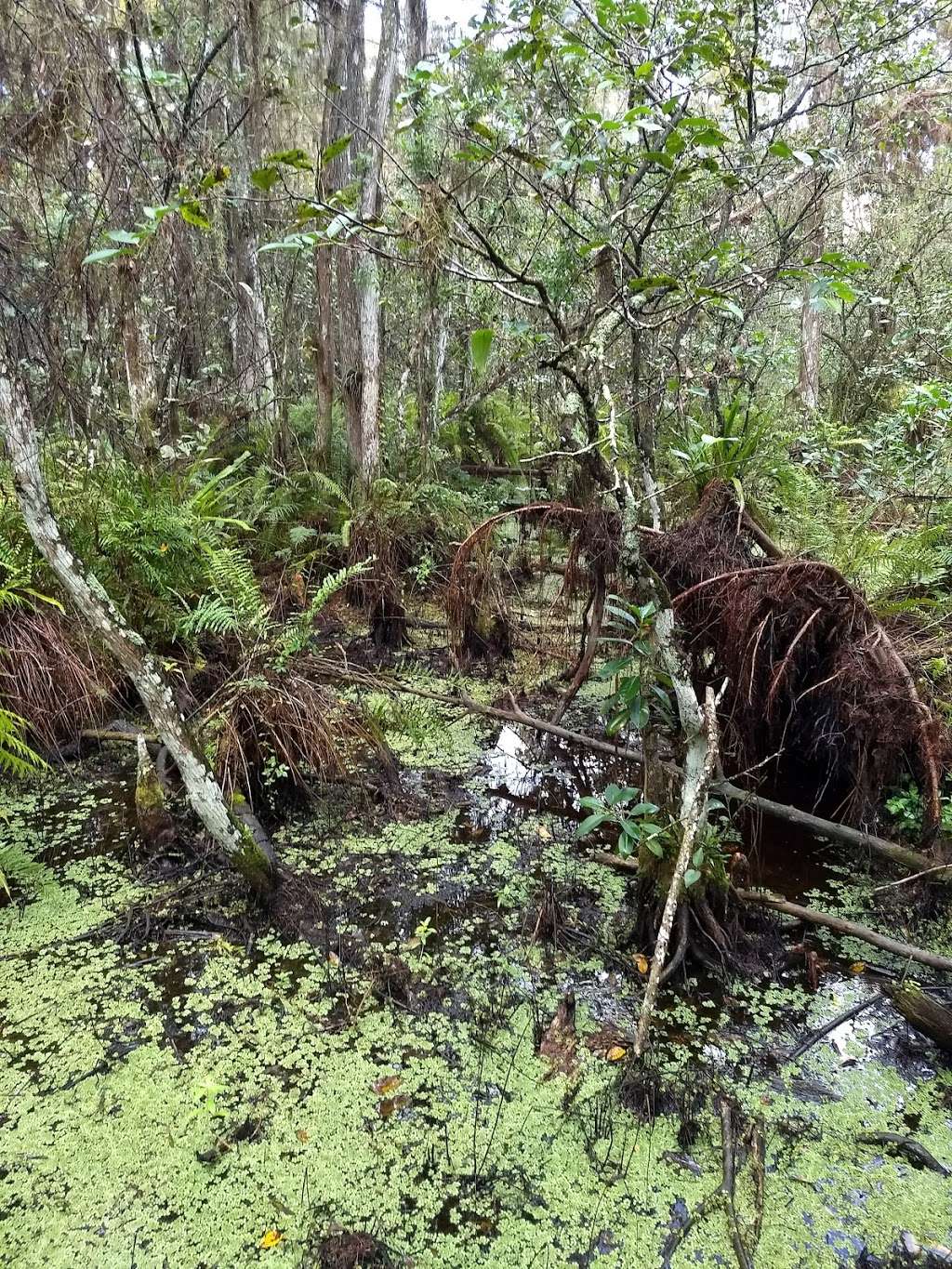 Arthur R. Marshall Loxahatchee National Wildlife Refuge Visitor  | 10216 Lee Rd, Boynton Beach, FL 33473