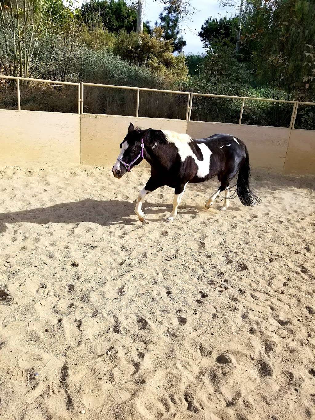 Buena Vista Equestrian Center | Yorba Linda, CA 92886, USA