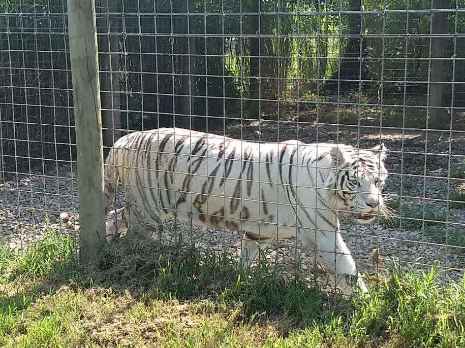 Wilsons Wild Animal Park | 985 W Parkins Mill Rd, Winchester, VA 22602, USA