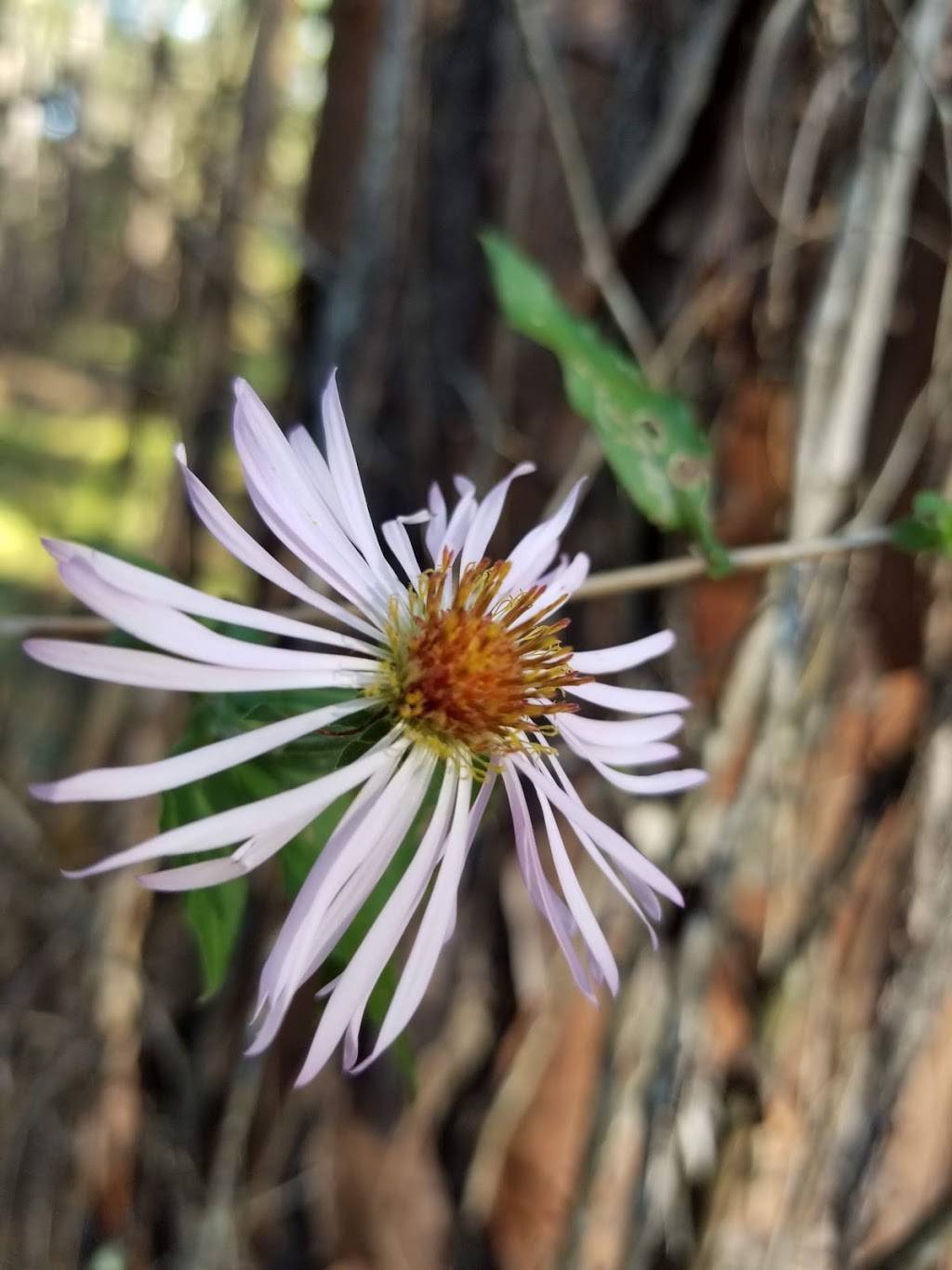 Brooker Creek Preserve - Walk Through | Lora Ln, Tarpon Springs, FL 34688, USA | Phone: (727) 453-6800