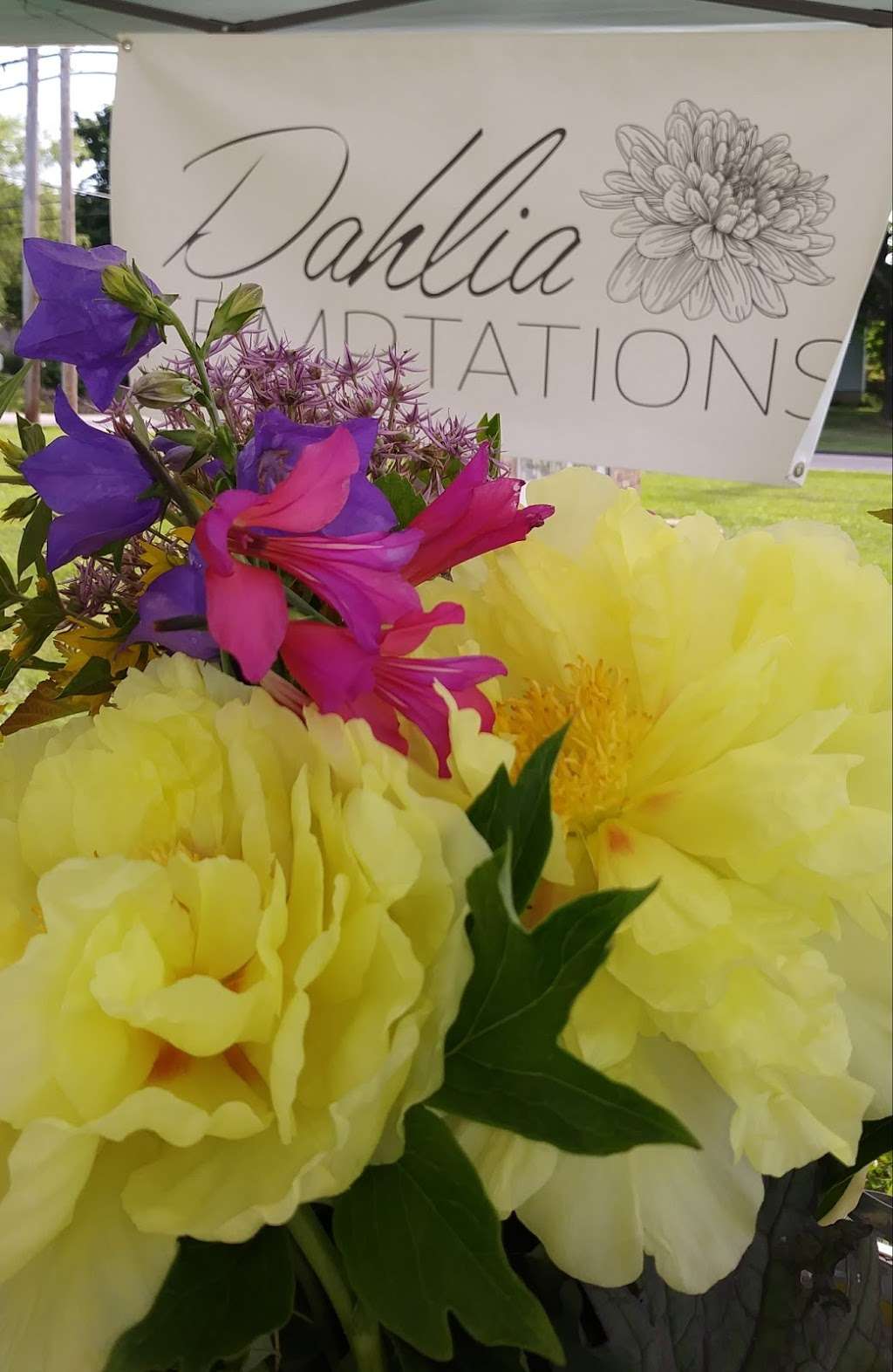 Dahlia Temptations | 757 Sweet Hollow Rd, Bloomsbury, NJ 08804 | Phone: (908) 310-9520