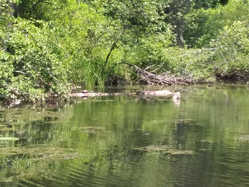 Oxbow National Wildlife Refuge | 33-1 Still River Depot Rd, Harvard, MA 01451, USA | Phone: (978) 443-4661