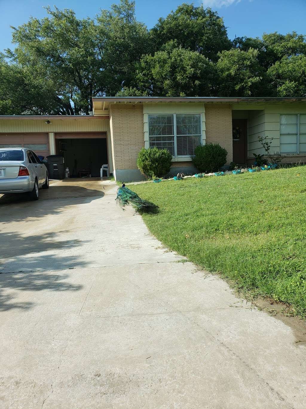The Peacock House | 4803 Lyceum Dr, San Antonio, TX 78229