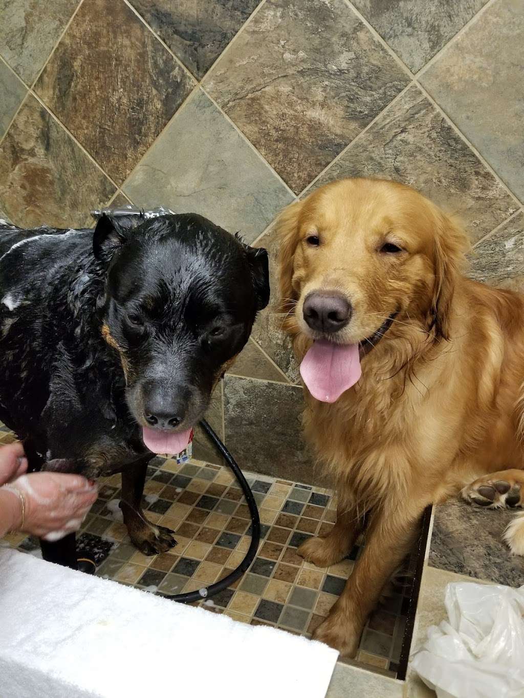 Pet Valu | 104 Baltimore Pike, Springfield, PA 19064, USA | Phone: (484) 479-3428