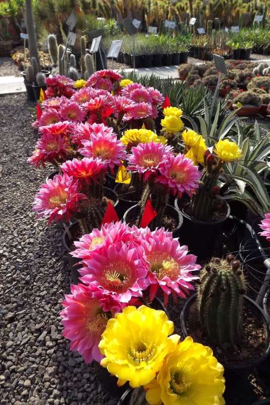 Moon Sun Cactus & Koi Gardens | 6430 McGill Ave, Las Vegas, NV 89122, USA | Phone: (702) 645-2032