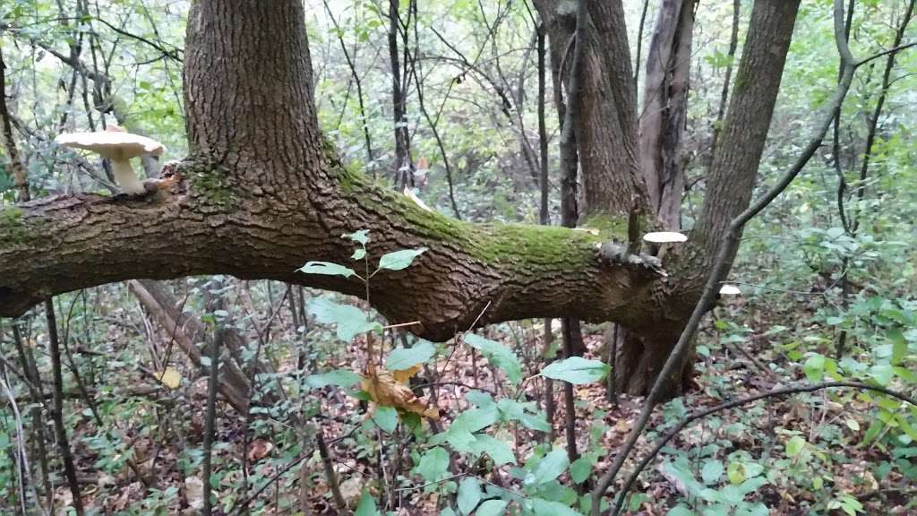 Fountain Square Nature Area | New Berlin, WI 53151, USA