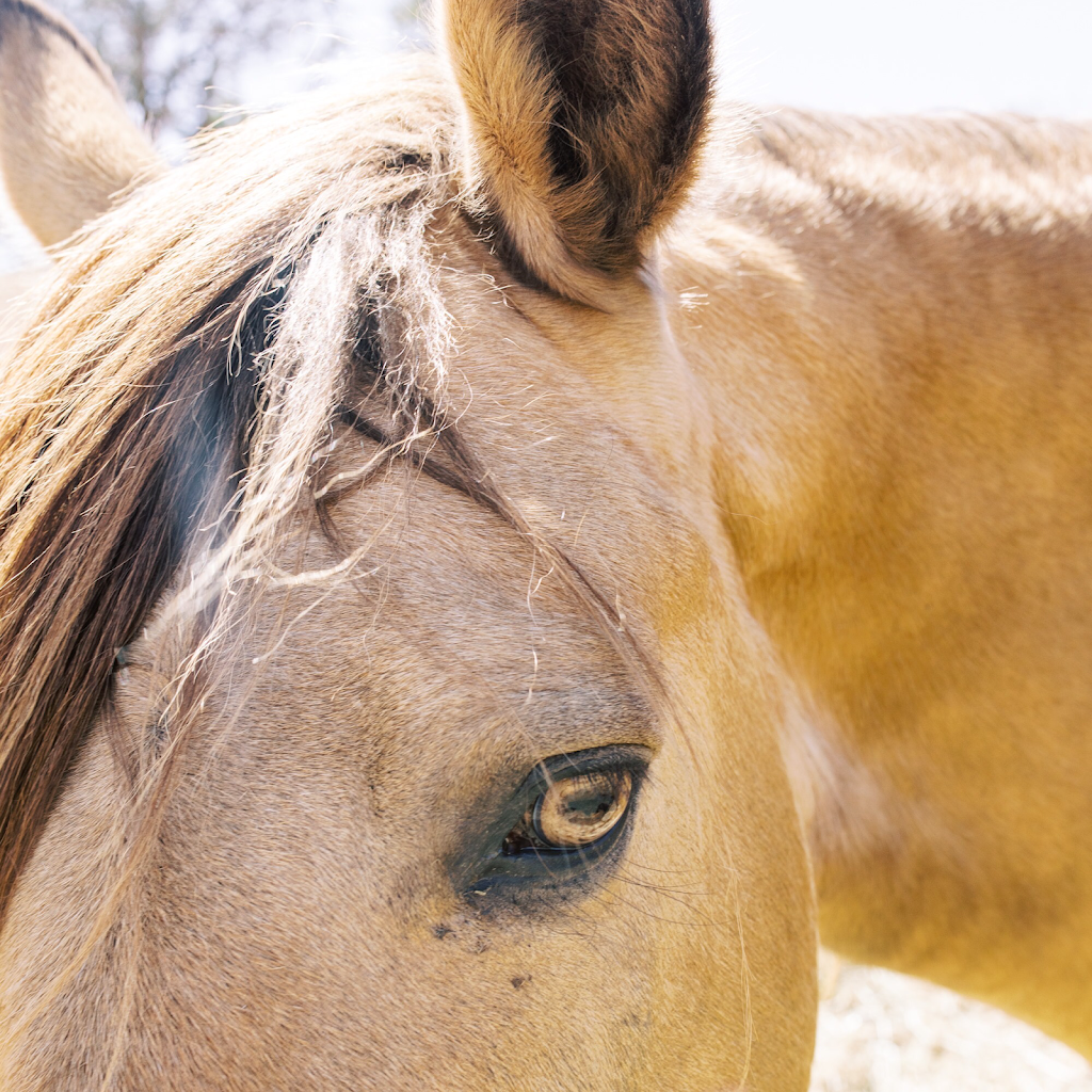 Academy Riding Stable | 4 El Paso Blvd, Colorado Springs, CO 80904, USA | Phone: (719) 633-5667