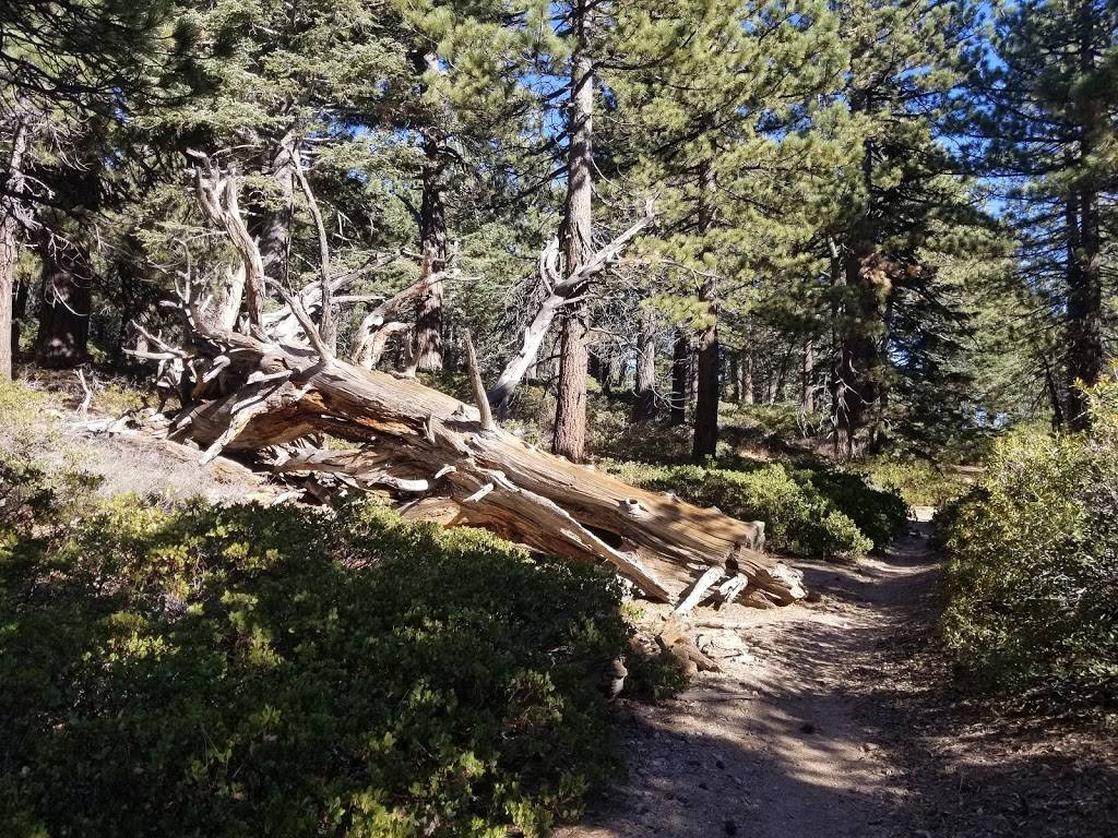 San Gorgonio Wilderness | Angelus Oaks, CA 92305, USA | Phone: (909) 382-2882