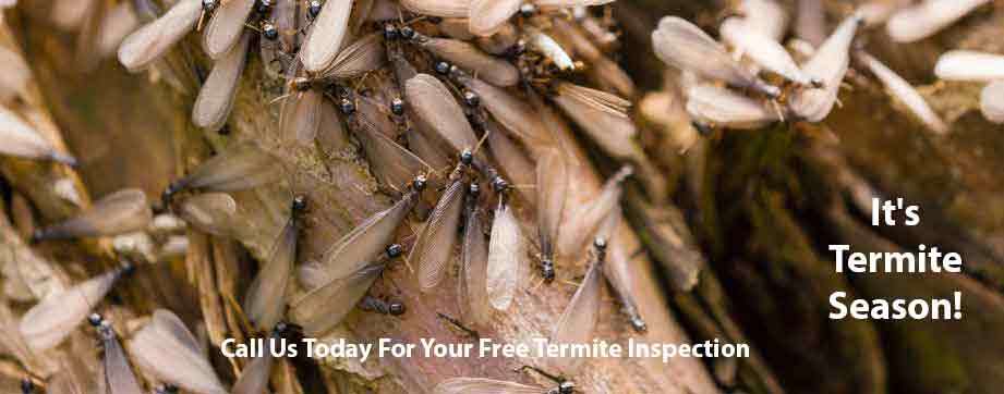 Dependable Exterminating | 2647, 19, Don Bosco Ln, Stony Point, NY 10980 | Phone: (845) 786-1620