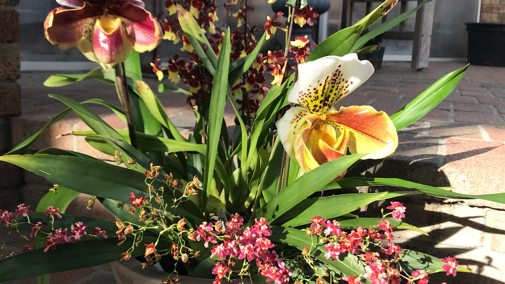 White Plains Orchids | 1485 Mamaroneck Ave, White Plains, NY 10605, USA | Phone: (914) 948-2064