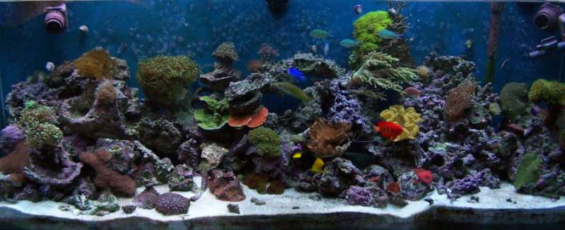 Dream Marine Aquarium Services | 60 Rockingham Rd #11, Windham, NH 03087, USA | Phone: (603) 759-1639