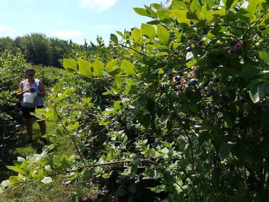 Starbucks Blueberry Farm | 9245 Gast Rd, Bridgman, MI 49106, USA | Phone: (269) 465-4745