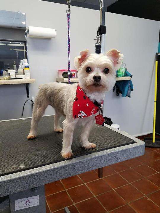 The Paws Zone - Grooming, Boarding & Dog Daycare | 209 S. Wal Crest Drive, Fairbury, IL 61739, USA | Phone: (815) 692-4729