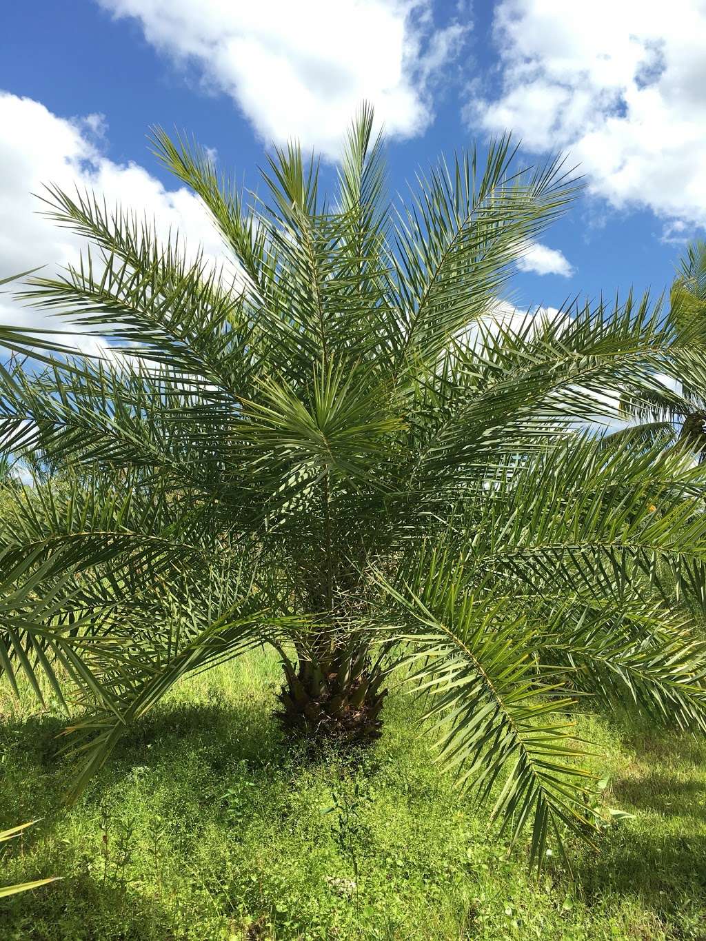 D & G Palm Tree Farm | 10355 100th St S, Boynton Beach, FL 33472, USA | Phone: (561) 441-2126