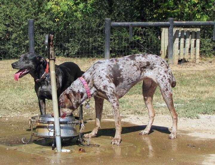 Edwin Warner Dog Park | 50 Vaughn Rd, Nashville, TN 37221 | Phone: (615) 862-8400