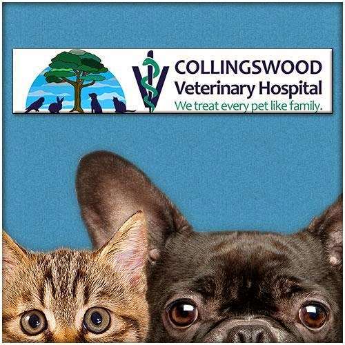 Collingswood Veterinary Hospital | 40 White Horse Pike, Collingswood, NJ 08107, USA | Phone: (856) 858-0551