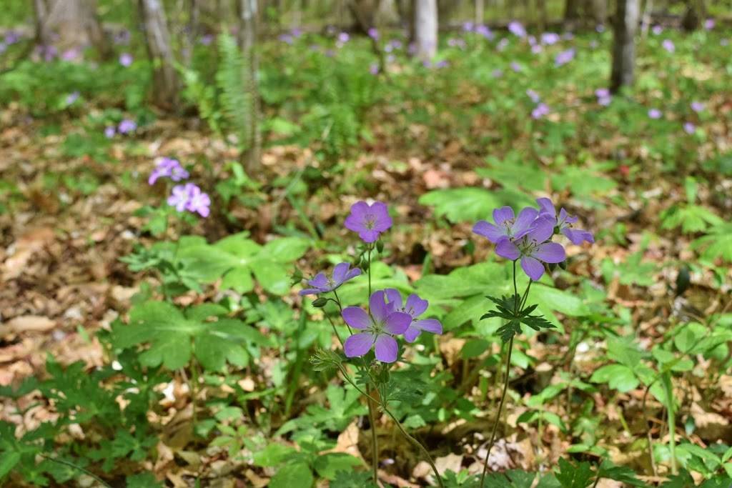 Swift Creek Bluffs Nature Preserve | 7800 Holly Springs Rd, Raleigh, NC 27606 | Phone: (919) 908-8809