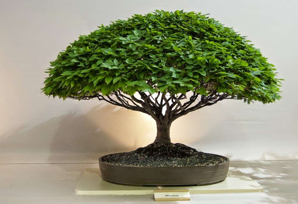 Herons Bonsai | Wire Mill Ln, Felbridge, Lingfield RH7 6HJ, UK | Phone: 01342 832657